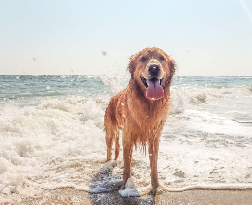 Dog on beach