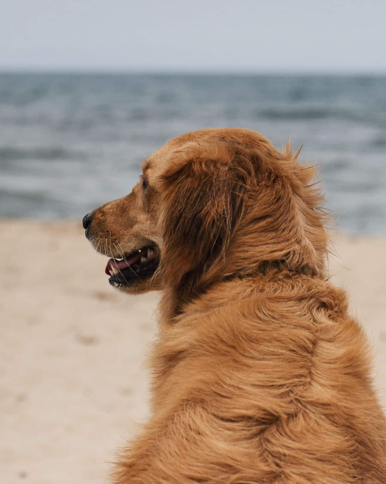 Dog in beach